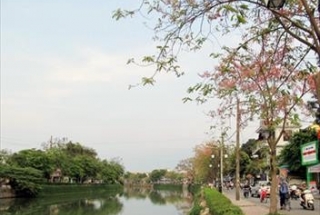 MÙA HOA Ô MÔI NỞ RỘ TRÊN ĐẤT CỐ ĐÔ